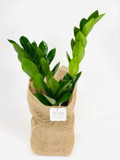 Planta interior Zamioculcas Zamifolia sac