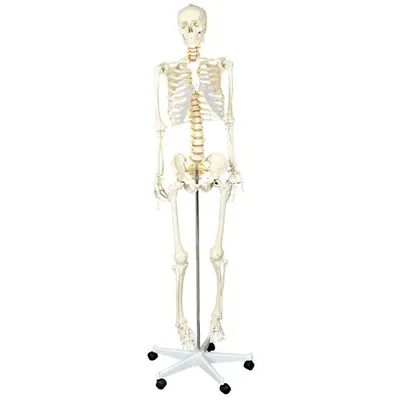 Schelet uman in marime naturala 170 cm, pentru laboratoare scolare