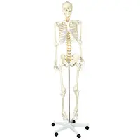 Schelet uman in marime naturala 170 cm, pentru laboratoare scolare