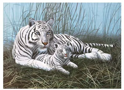 Set de pictură cu vopsele acrilice Royal - Tigri albi, 39 x 30 cm