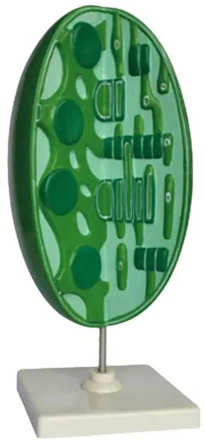 Set educațional Gelsonlab - Model de cloroplast