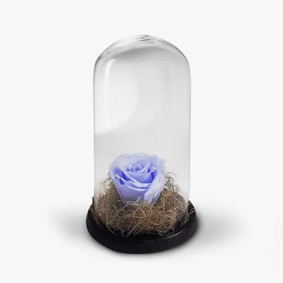 Trandafir criogenat lavanda, in cupola