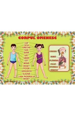 Plansa Corpul omenesc