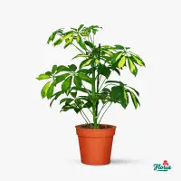 Schefflera - Plante de apartament