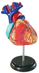 Set educațional Learning Resources - Model anatomic al inimii