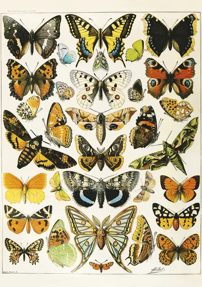 Puzzle - Adolphe Millot - Butterflies and Moths, 1000 piese