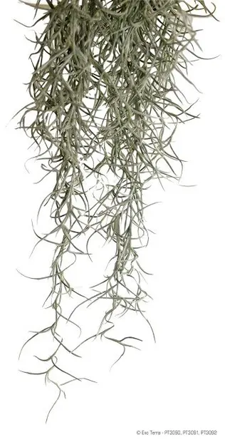 Exo Terra Planta Spanish Moss Mare
