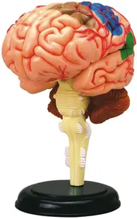 Trusa educațională Learning Resources - Model anatomic al creierului