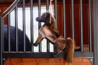 Kentucky Relax Horse Toy - Tableux