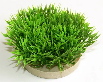Sydeco Planta Green Moss 07 Cm 720