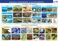 Animale vertebrate și nevertebrate - Planșă educativă - Paperback - Florica Alexandrescu