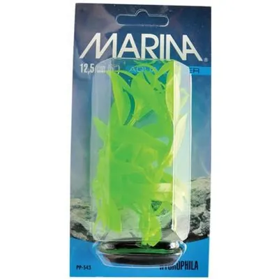 Marina Planta Color Hygrophila 20 cm PP843