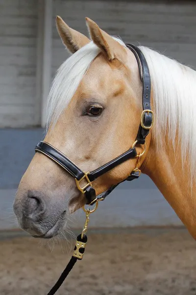 Zăbala din piele Harry's Horse cu detalii elegante