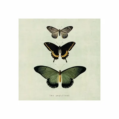 Tablou panza - Butterflies