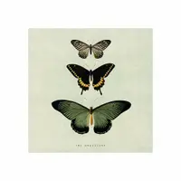 Tablou panza - Butterflies