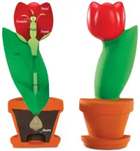 Set educațional Learning Resources - Model de lalele