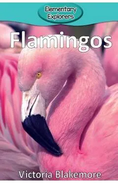 Flamingos