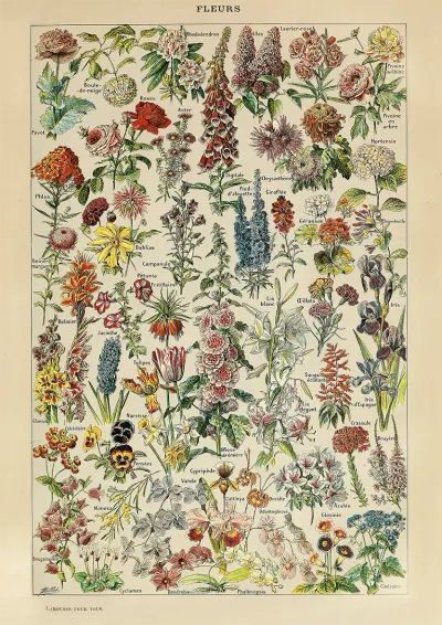 Puzzle - Adolphe Millot - Flowers, 1000 piese