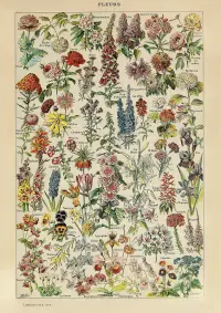 Puzzle - Adolphe Millot - Flowers, 1000 piese
