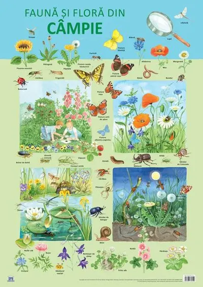 Planșă - Fauna și flora din câmpie - Paperback - Nelson Verlag