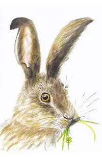 Felicitare: Iepure