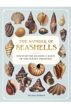 Wonder of Seashells