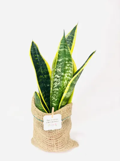 Planta interior Sansevieria sac