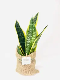 Planta interior Sansevieria sac