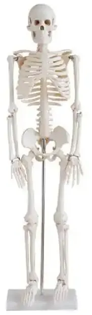 Set educațional Gelsonlab - Model de schelet, 80 cm