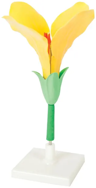 Set educațional Gelsonlab - Model de floare
