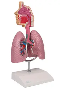 Aparatul Respirator