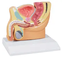 Pelvis masculin