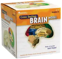 Set educațional Learning Resources - Modelul creierului, secțiune transversală